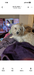 Lost Male Dog last seen Humming bird lane, La Villa, TX 78562