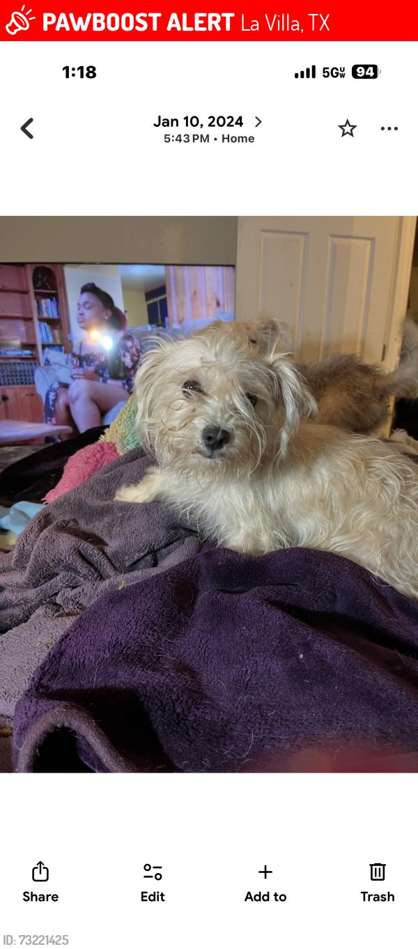 Lost Male Dog last seen Humming bird lane, La Villa, TX 78562