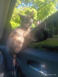 Lost Female Cat last seen N Steele St & N Alder St, Tacoma, WA 98406