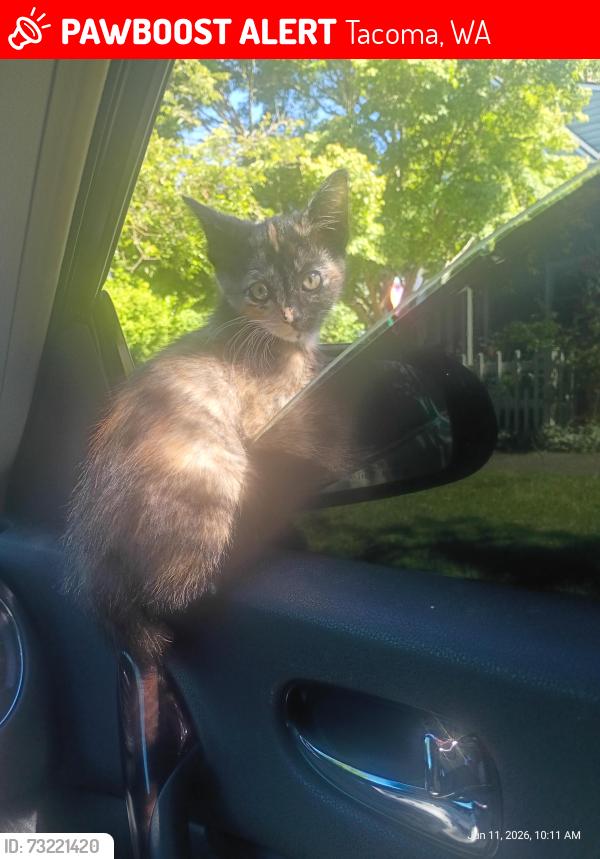 Lost Female Cat last seen N Steele St & N Alder St, Tacoma, WA 98406