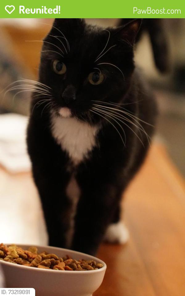Reunited Female Cat last seen Spring Glen Drive and Sunbonnet, Fair Oaks, CA 95628