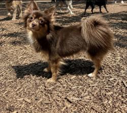 Lost Female Dog last seen Cole creek park, Houston, TX 77092