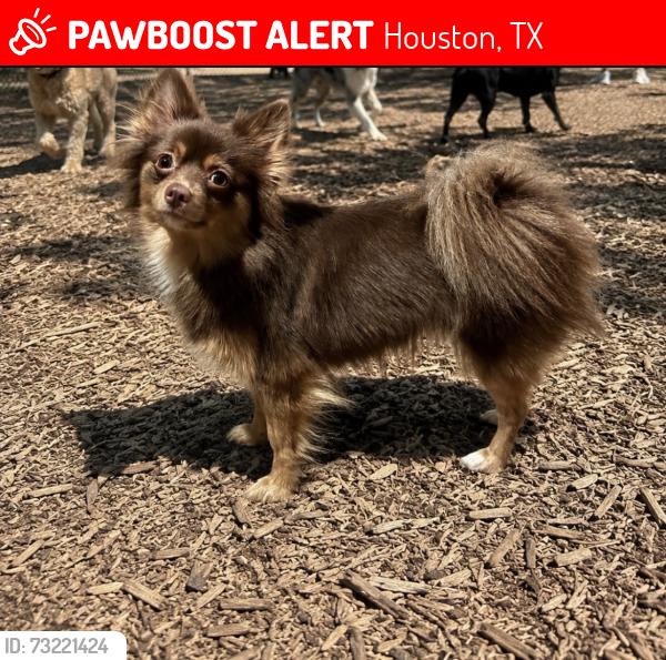 Lost Female Dog last seen Cole creek park, Houston, TX 77092