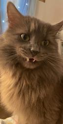 Lost Male Cat last seen East Peoria Community High School, East Peoria, IL 61611