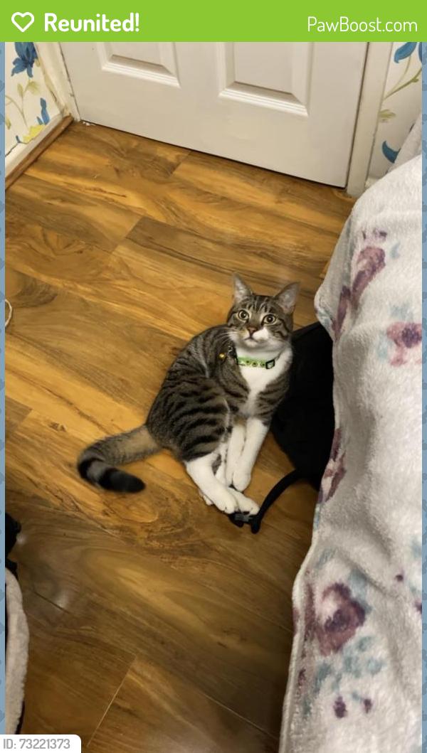 Reunited Male Cat last seen Near Incline Road, Greater Manchester, England OL8 4SR