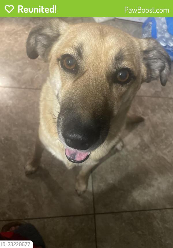 Reunited Male Dog last seen Sahara y lamb, Sunrise Manor, NV 89104