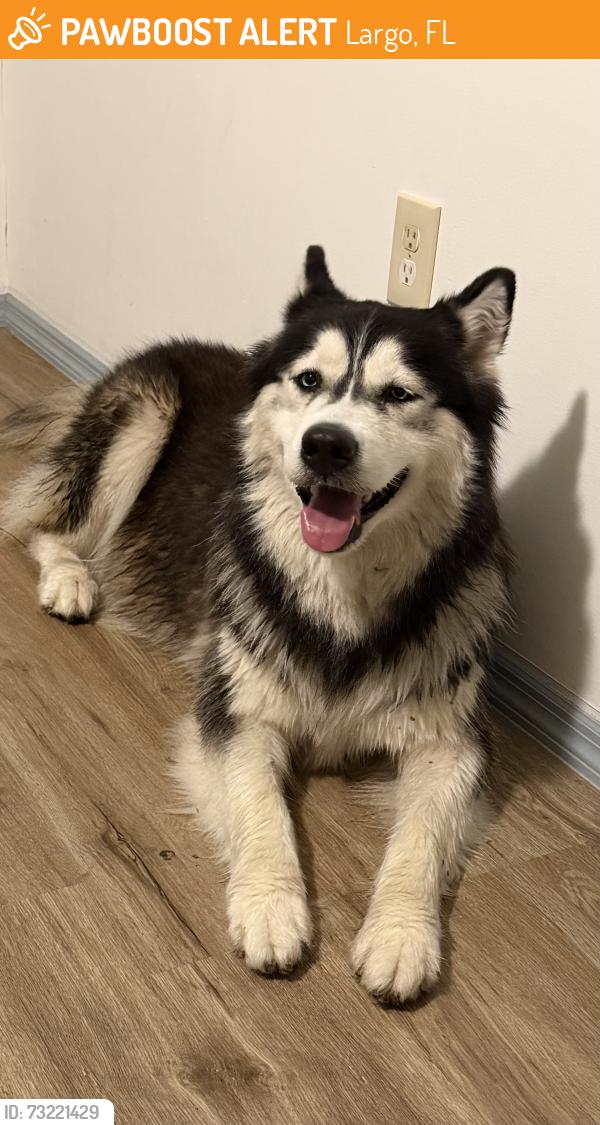 Found/Stray Female Dog last seen Clearwater Largo Rd, Largo, FL 33770