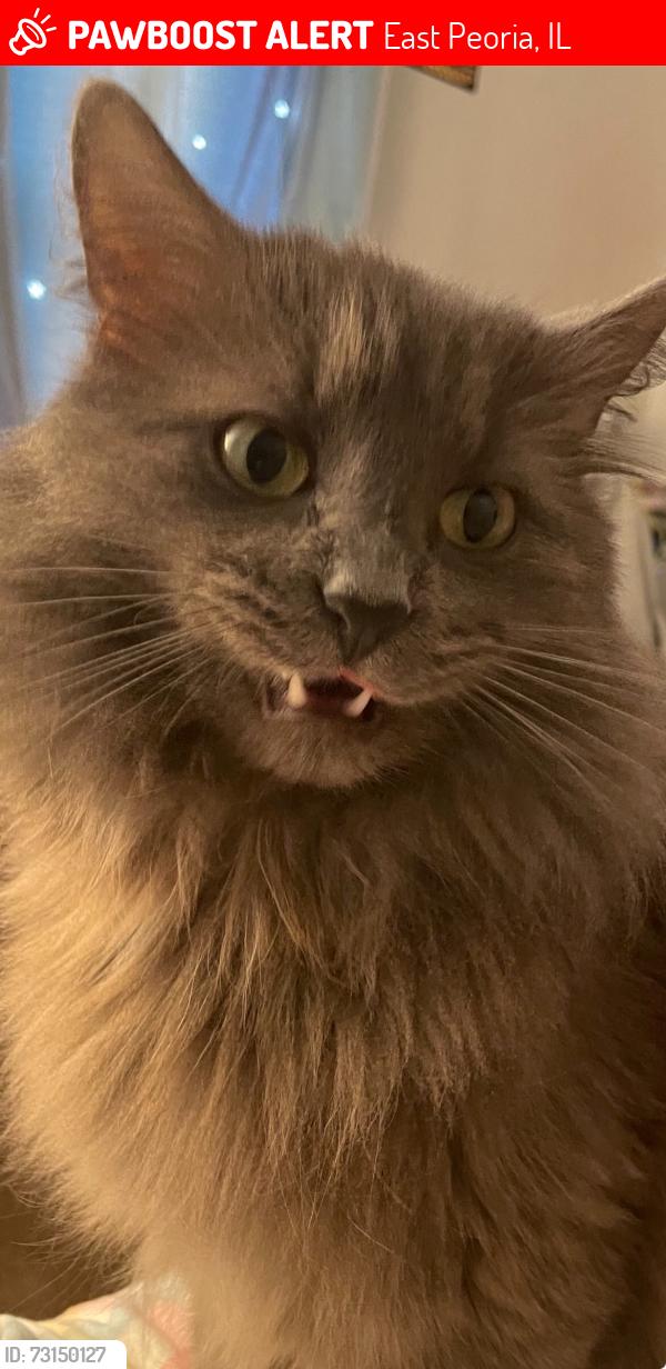 Lost Male Cat last seen East Peoria Community High School, East Peoria, IL 61611