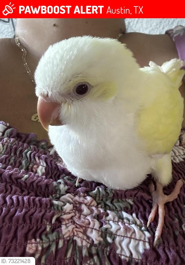 Lost Unknown Bird last seen Oltera apmts, Austin, TX 78741