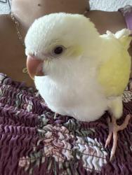 Lost Unknown Bird last seen Oltera apmts, Austin, TX 78741