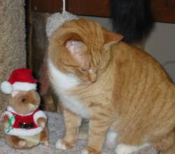 Found/Stray Unknown Cat last seen Found hiding right behind the Village sign off 109th ave and pheasant ridge, Blaine, MN 55449