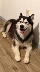 Reunited Female Dog last seen Near clearwater largo rd n, largo, Largo, FL 33770