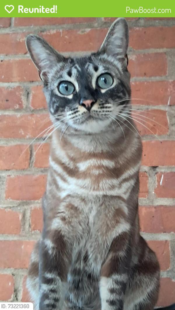 Reunited Male Cat last seen Park rd Washington circle, West Hartford, CT 06119