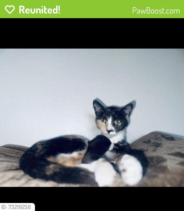 Reunited Female Cat last seen Pearl st & 6th ave, Tacoma, WA 98465