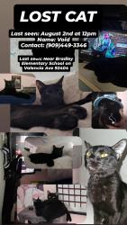 Reunited Male Cat last seen Near Valencia Ave, San Bernardino, CA 92404, USA, San Bernardino, CA 92404