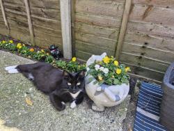 Reunited Male Cat last seen Bramford road, ipswich, Suffolk, England 