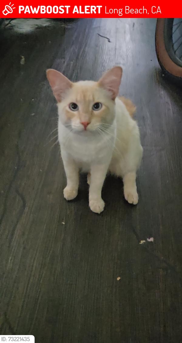 Lost Male Cat last seen Near linden ave, Long Beach, CA 90802