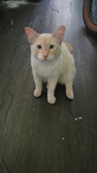 Lost Male Cat last seen Near linden ave, Long Beach, CA 90802