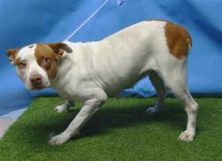 Shelter Stray Female Dog last seen , 216 W Victoria St, Gardena, CA 90248, USA