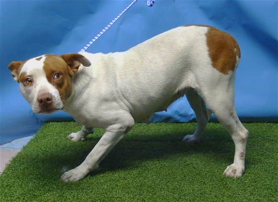 Shelter Stray Female Dog last seen , 216 W Victoria St, Gardena, CA 90248, USA