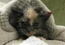 Shelter Stray Female Cat last seen Near BLOCK TULSA AVE, RIVERSIDE CA 92505, 6851 Van Buren Boulevard, Jurupa Valley, CA 92509, USA