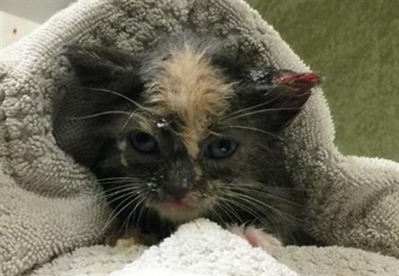 Shelter Stray Female Cat last seen Near BLOCK TULSA AVE, RIVERSIDE CA 92505, 6851 Van Buren Boulevard, Jurupa Valley, CA 92509, USA
