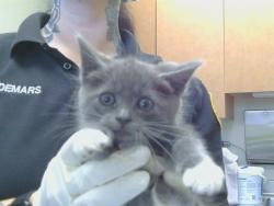 Shelter Stray Female Cat last seen MCTAVISH CIR/MALORY CT, 95828, 3839 Bradshaw Rd, Sacramento, CA 95827, USA