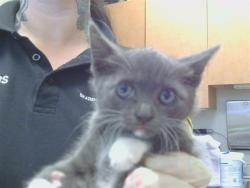 Shelter Stray Male Cat last seen MCTAVISH CIR/MALORY CT, 95828, 3839 Bradshaw Rd, Sacramento, CA 95827, USA