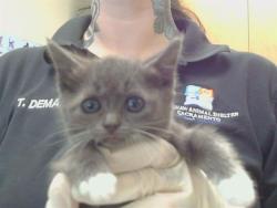 Shelter Stray Female Cat last seen MCTAVISH CIR/MALORY CT, 95828, 3839 Bradshaw Rd, Sacramento, CA 95827, USA