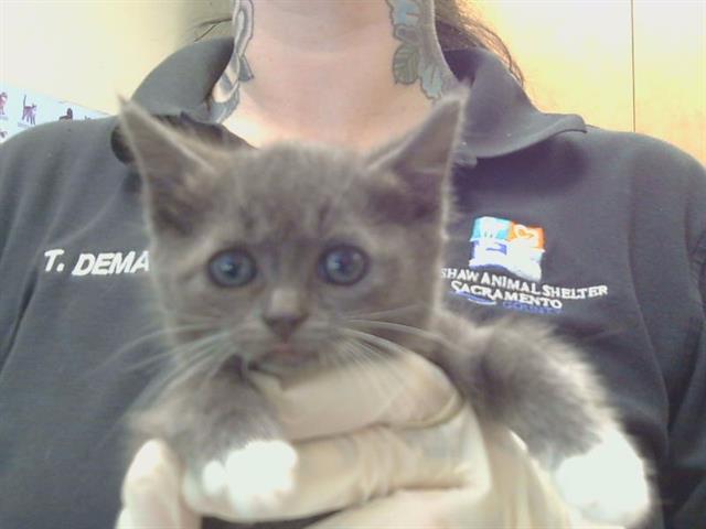 Shelter Stray Female Cat last seen MCTAVISH CIR/MALORY CT, 95828, 3839 Bradshaw Rd, Sacramento, CA 95827, USA