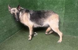 Shelter Stray Female Dog last seen , 5210 W Ave I, Lancaster, CA 93536, USA