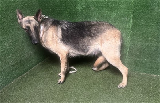 Shelter Stray Female Dog last seen , 5210 W Ave I, Lancaster, CA 93536, USA