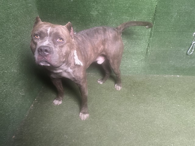 Shelter Stray Male Dog last seen , 5210 W Ave I, Lancaster, CA 93536, USA