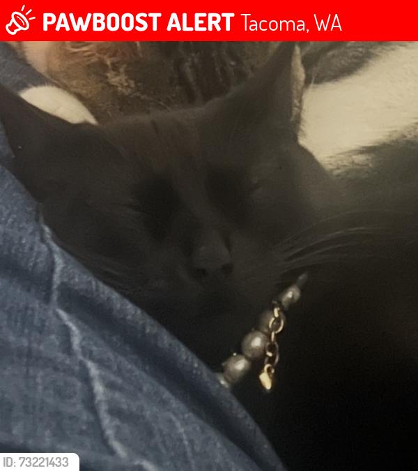Lost Female Cat last seen Near 22nd Ave E - South of 176th & 22nd Ave E, Tacoma, WA 98445