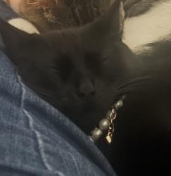 Lost Female Cat last seen Near 22nd Ave E - South of 176th & 22nd Ave E, Tacoma, WA 98445
