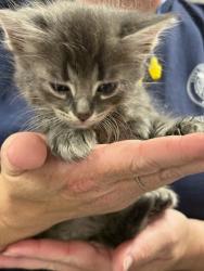 Shelter Stray Male Cat last seen , West Valley Animal Shelter, 20655 Plummer St, Chatsworth, CA 91311, USA