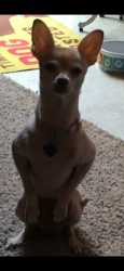Reunited Female Dog last seen Down the hill from Madrona school on 236th st Sw Edmonfs, Edmonds, WA 98026