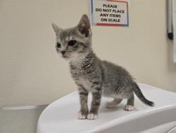 Shelter Stray Female Cat last seen GOLF COURSE/NEW AIRPORT, 11232 B Ave, Auburn, CA 95603, USA