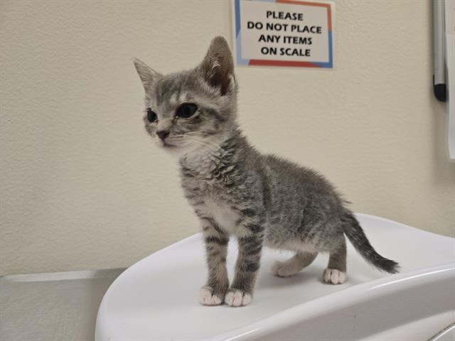 Shelter Stray Female Cat last seen GOLF COURSE/NEW AIRPORT, 11232 B Ave, Auburn, CA 95603, USA