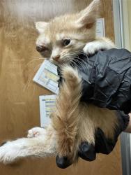 Shelter Stray Male Cat last seen VILLA ROYALE WAY & PITCAIRN CT, 2127 Front St, Sacramento, CA 95818, USA