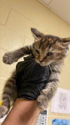 Shelter Stray Female Cat last seen VILLA ROYALE WAY & PITCAIRN CT, 2127 Front St, Sacramento, CA 95818, USA