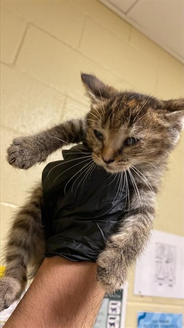 Shelter Stray Female Cat last seen VILLA ROYALE WAY & PITCAIRN CT, 2127 Front St, Sacramento, CA 95818, USA