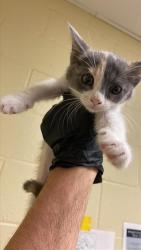 Shelter Stray Female Cat last seen VILLA ROYALE WAY & PITCAIRN CT, 2127 Front St, Sacramento, CA 95818, USA