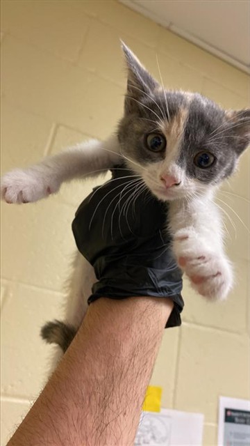 Shelter Stray Female Cat last seen VILLA ROYALE WAY & PITCAIRN CT, 2127 Front St, Sacramento, CA 95818, USA