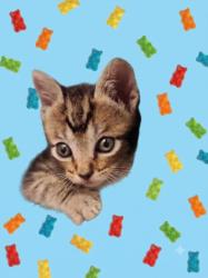 Shelter Stray Male Cat last seen , 1850 W 60th St, Los Angeles, CA 90047, USA