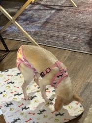 Lost Female Dog last seen Near 236th street down the street from Madrona school, Edmonds, WA 98133