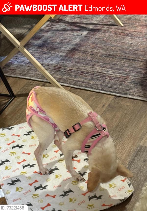 Lost Female Dog last seen Near 236th street down the street from Madrona school, Edmonds, WA 98133