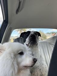 Lost Female Dog last seen Last spotted outside of home, Lockridge, WA 6054