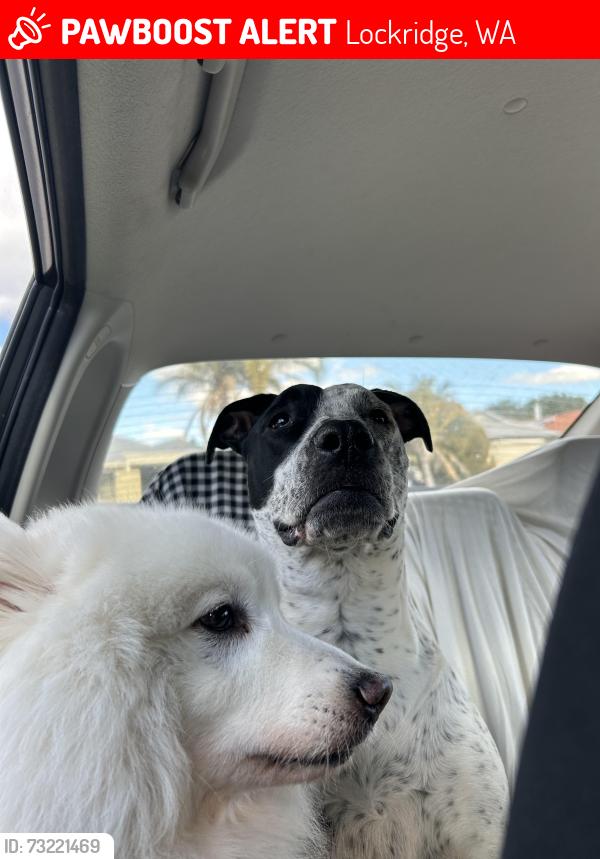 Lost Female Dog last seen Last spotted outside of home, Lockridge, WA 6054