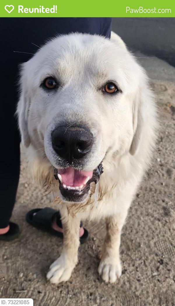 Reunited Unknown Dog last seen Falling water way, Riverside ca, Lake Mathews, CA 92504